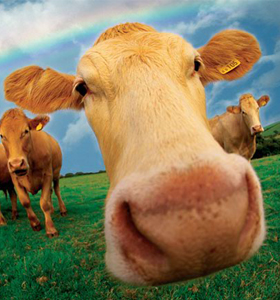 ЭКО корпоративы в Киеве